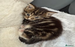Mixed Breed cats for sale: Tabby and white kittens  - Image 1