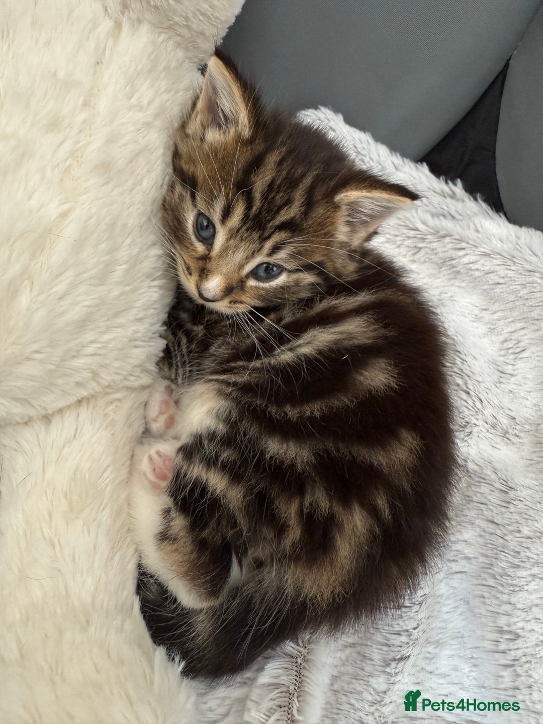Mixed Breed cats for sale: Tabby and white kittens  - Image 1