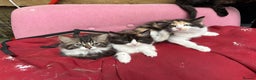 Mixed Breed cats for sale: British short/long hair x kittens ready to go  - Advert 4
