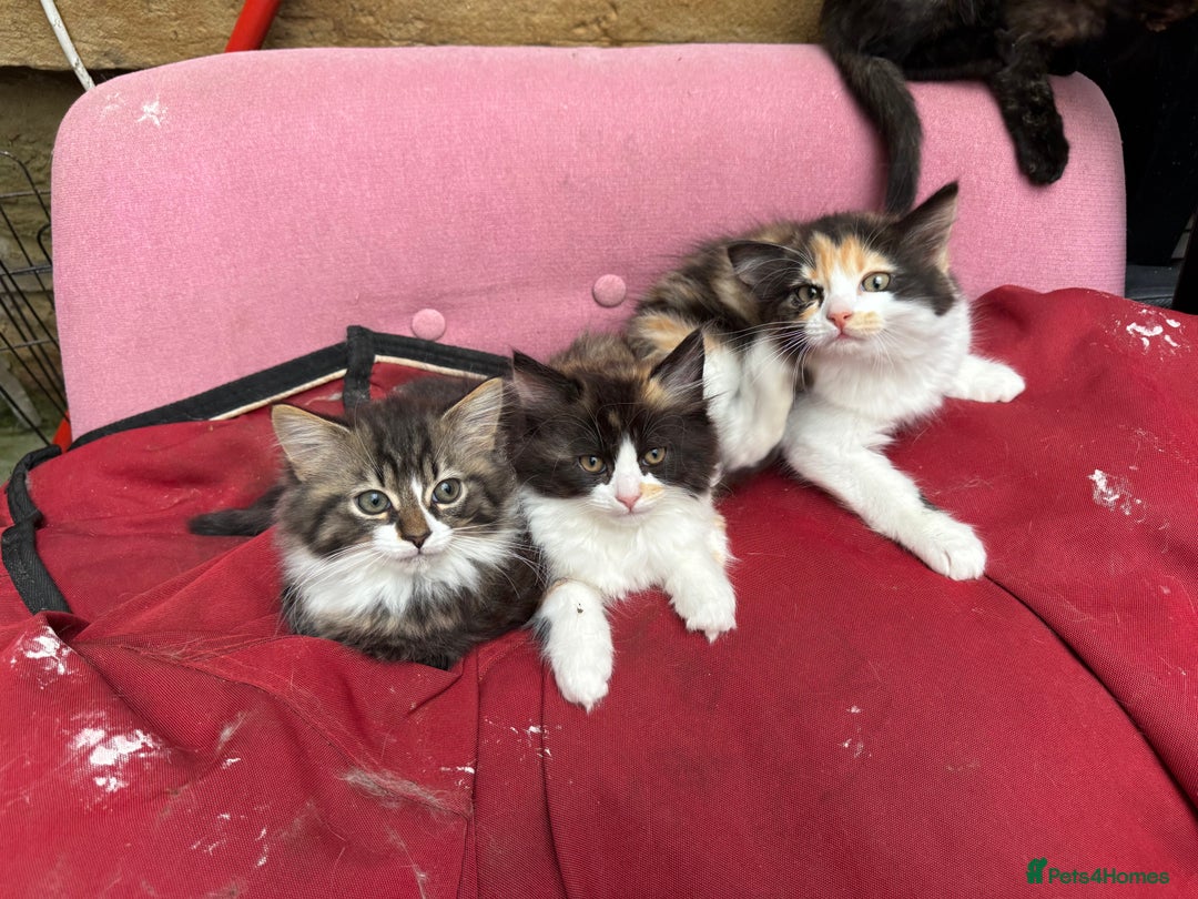 Mixed Breed cats for sale: British short/long hair x kittens ready to go  - Image 4