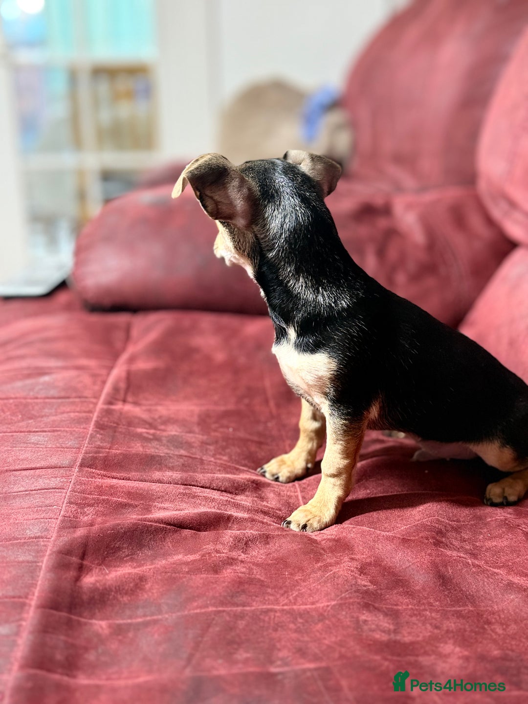 Chihuahua dogs for sale: 🐾 Beautiful Chihuahua Puppies - Advert 18