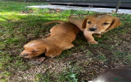 Cocker Spaniel dogs for sale: A litter of 6 gorgeous cocker spaniel puppies - Image 4