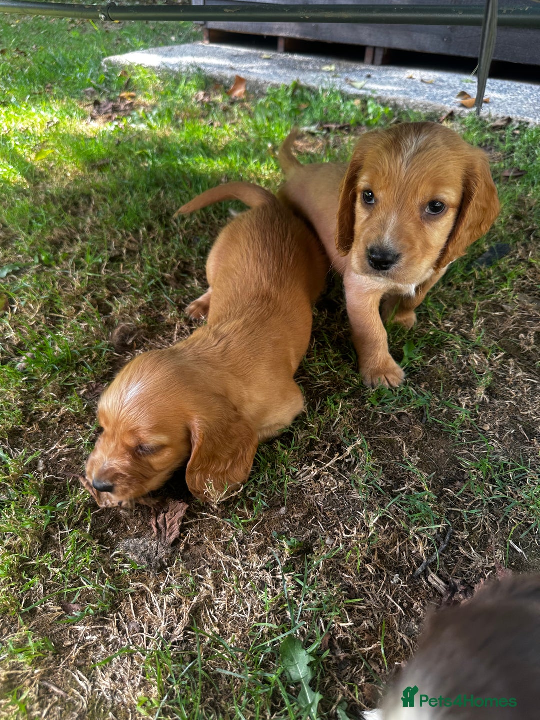 Cocker Spaniel dogs for sale: A litter of 6 gorgeous cocker spaniel puppies - Image 4