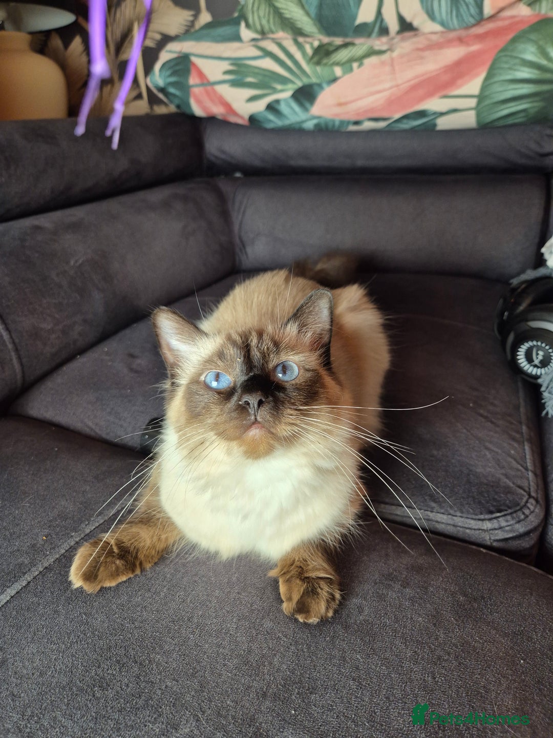 Ragdoll cats for sale: Purebred Ragdoll Kittens 13 Weeks 1 Male 3 Females - Advert 5