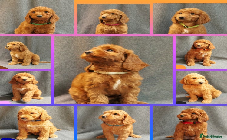 Mixed Breed dogs - Advert 2