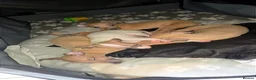 Italian Greyhound dogs for sale: Italian greyhound in Hartlepool - Advert 18