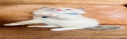 Ragdoll cats for sale: 🐈Pedigree Ragdoll Champion line 🏆 GCCF kittens  - Advert 11