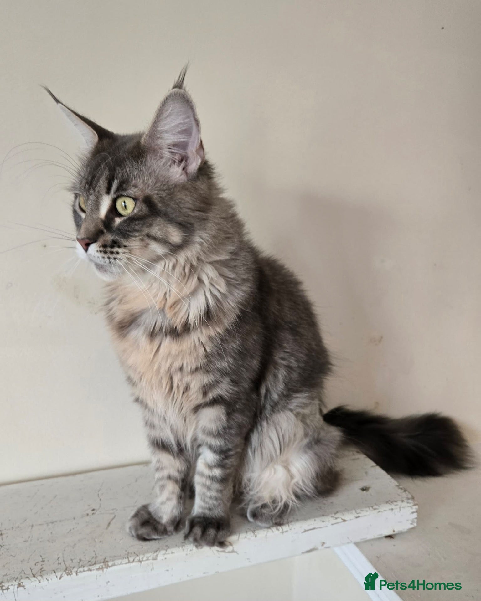 Maine Coon cats Pinky is looking for forever home. - Advert 1