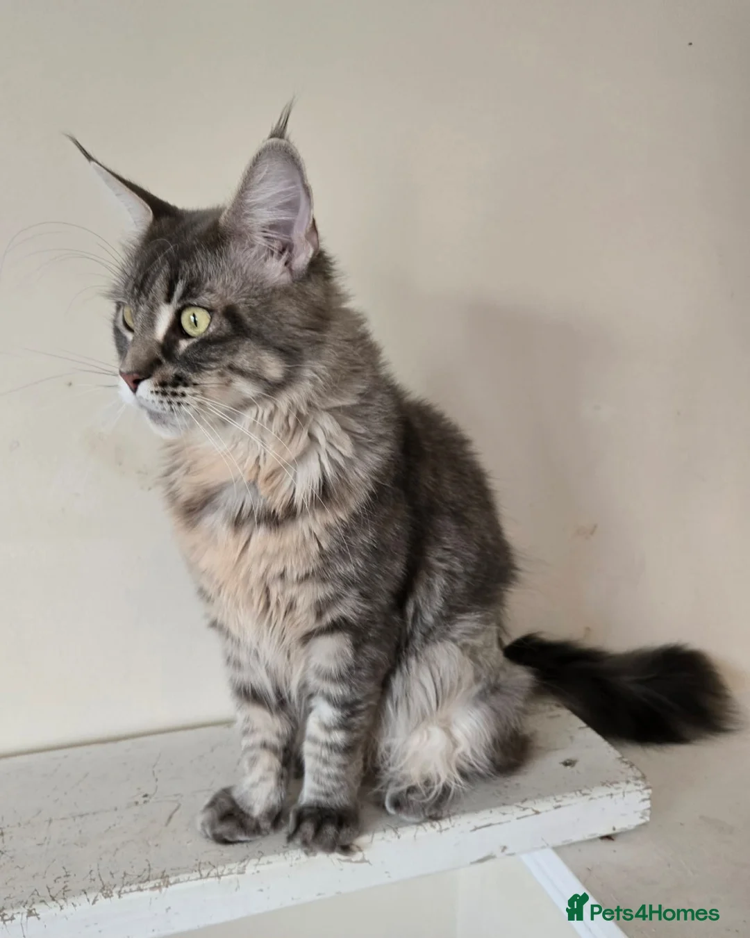 Maine Coon cats for sale: Pinky is looking for forever home. - Advert 1