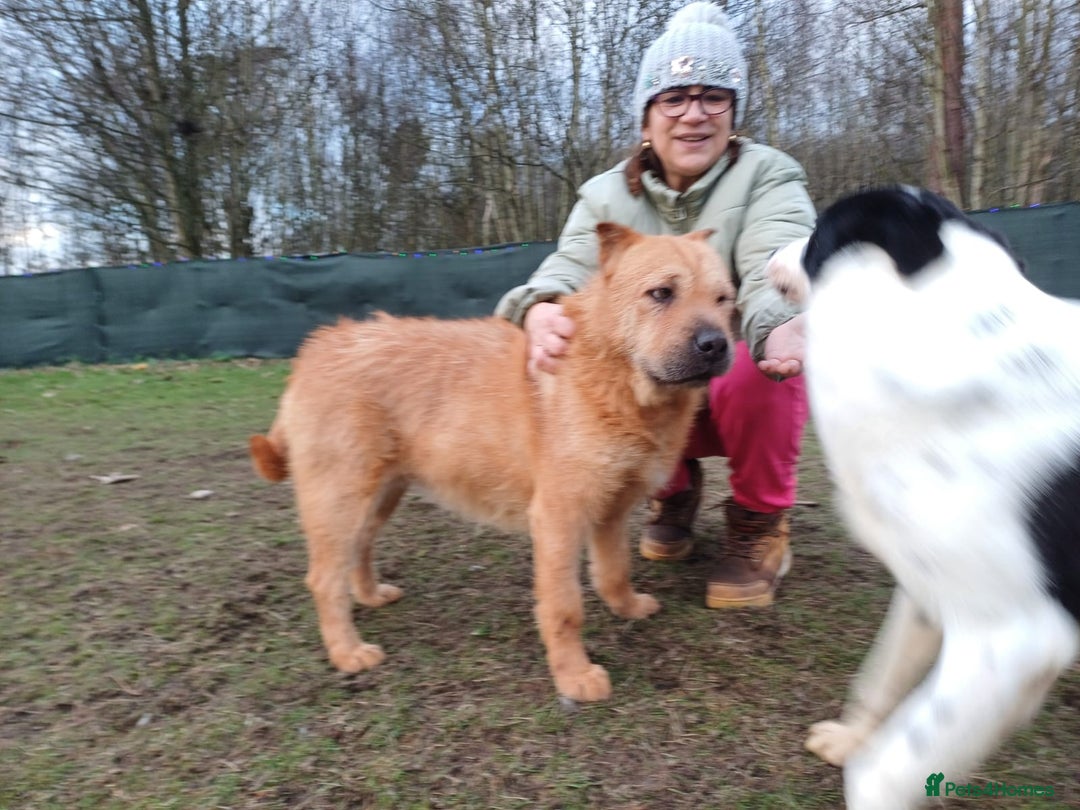 Mixed Breed dogs for adoption: 🐾 Meet MARLEY 🐾 - a Lovely Boy for a Loving Home - Advert 12