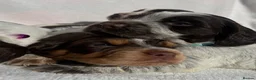 Cocker Spaniel dogs for sale: Bred From Extensively Health Tested Parents - Advert 9
