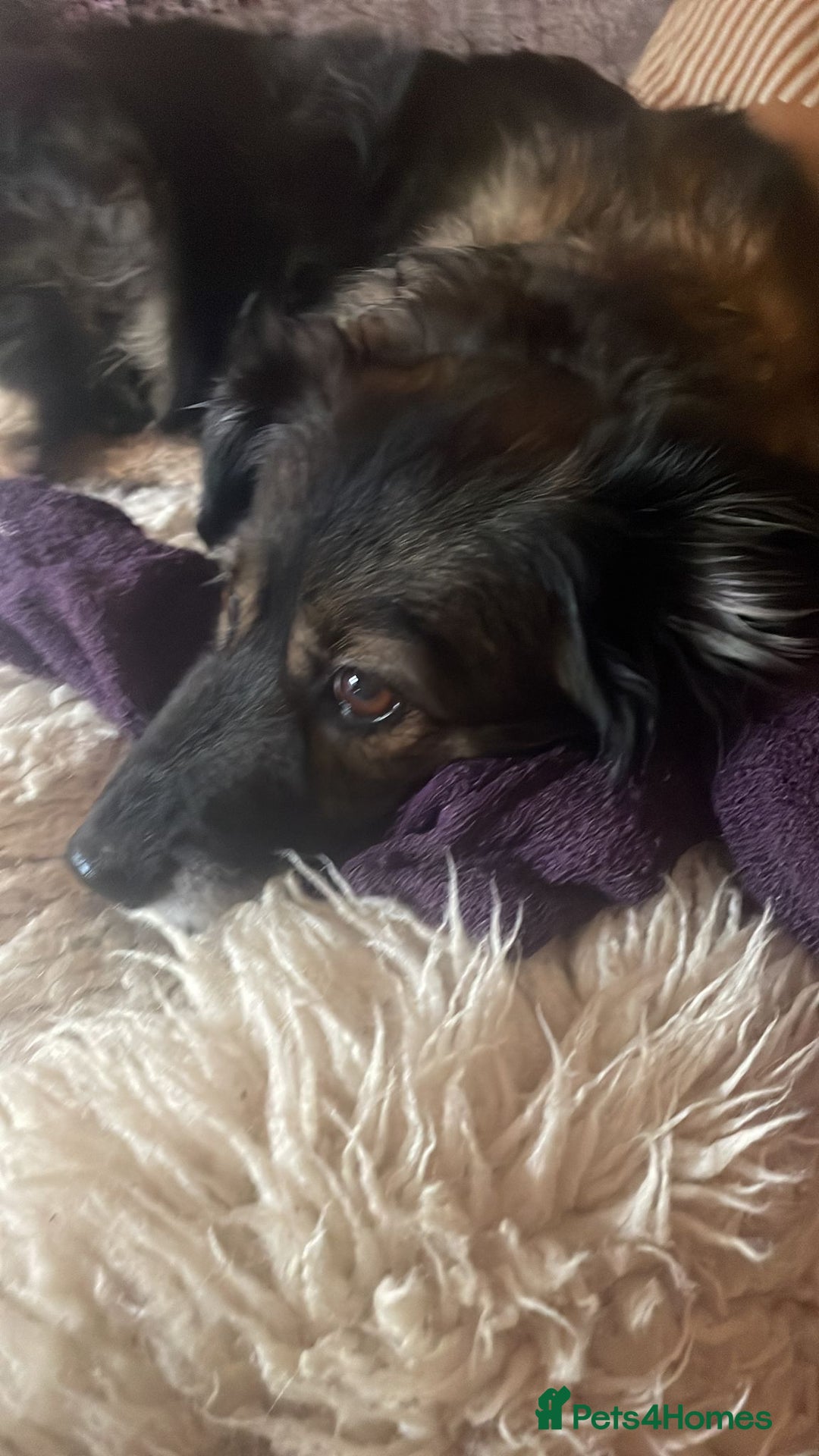 Mixed Breed dogs for adoption: Meet Shanti - Image 2