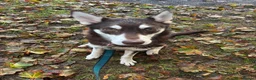 Mixed Breed dogs for sale: Husky puppy needs a new home - Advert 4