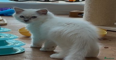 Ragdoll cats - Advert 7