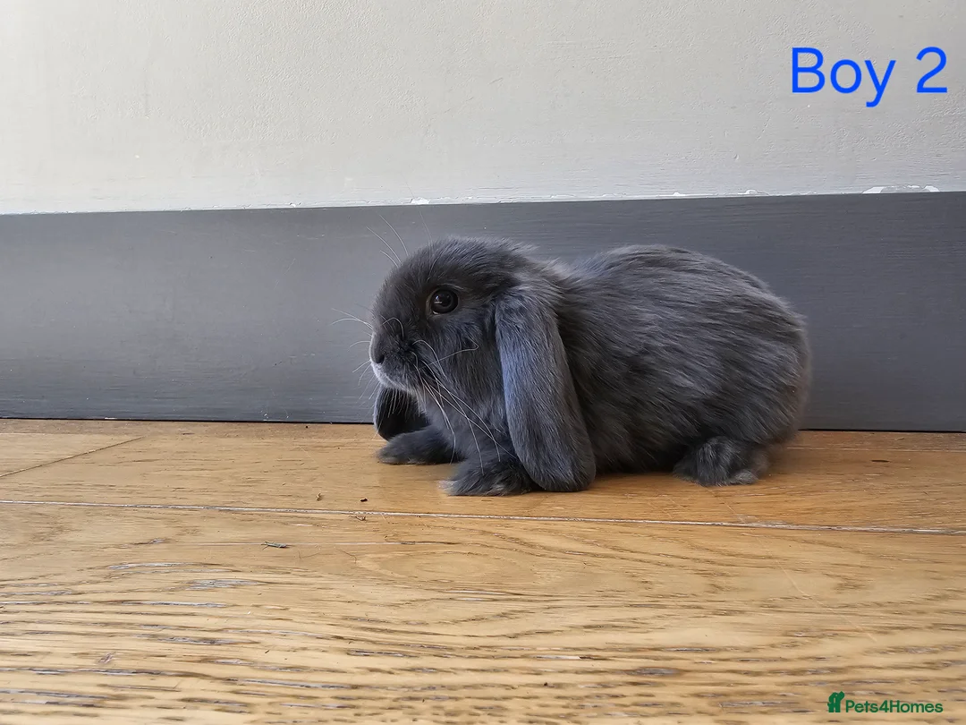 Mini Lop rabbits for sale: Mini lop in Frinton-on-Sea - Advert 2