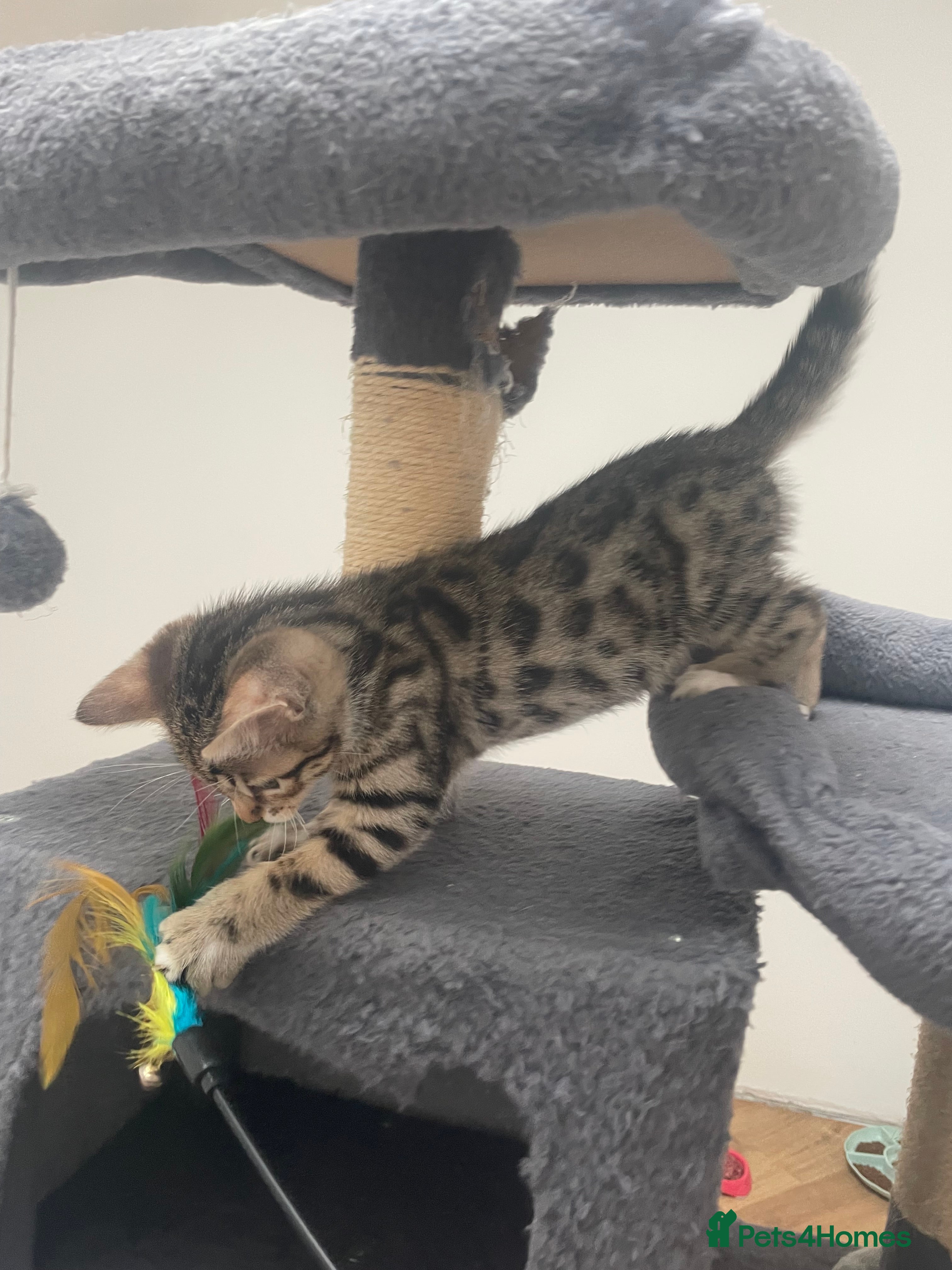 Bengal cats for sale: Bengal X Kittens - Advert 15