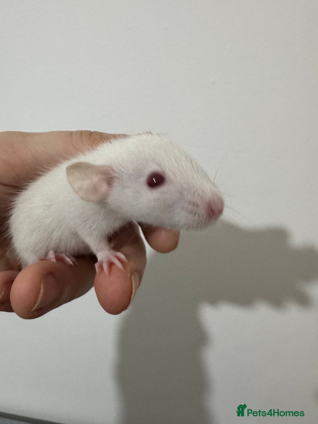 Rat rodents for sale: Baby rats dwarf and nude - Advert 5