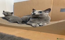 Russian Blue cats for sale: Pedigree Blue Russian kittens Gccf  - Image 11