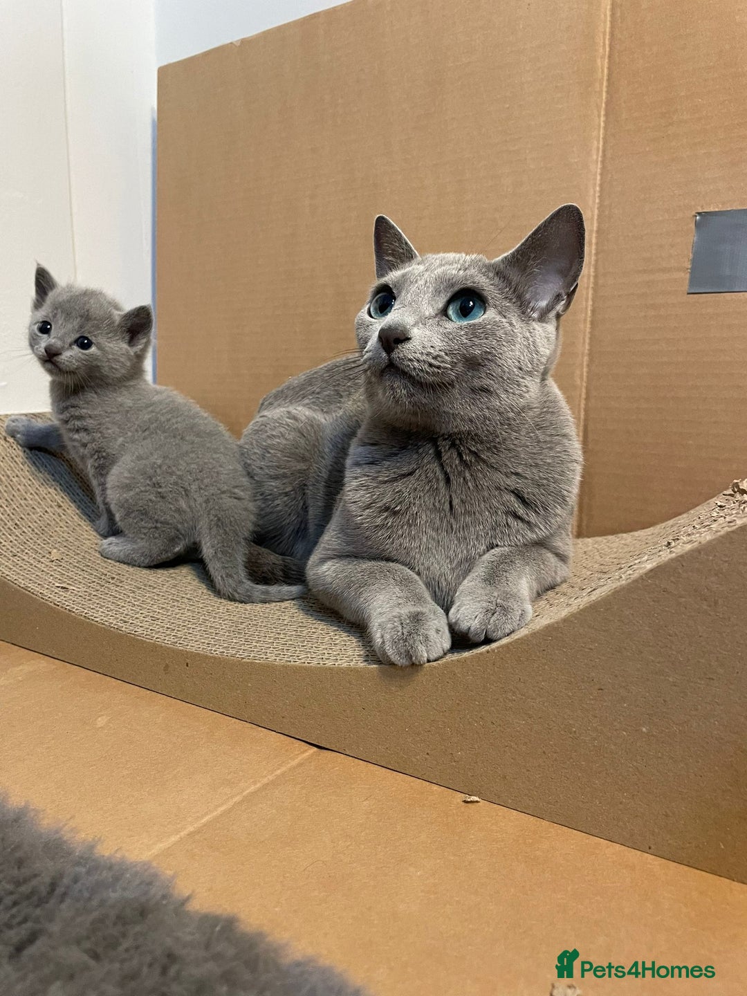 Russian Blue cats for sale: Pedigree Blue Russian kittens Gccf  - Image 11