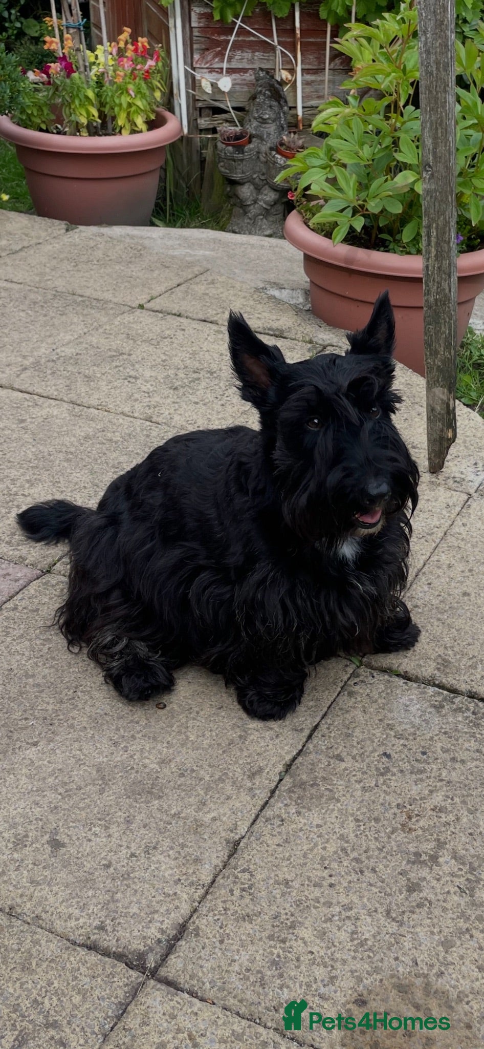 Scottish Terrier dogs Beautiful KC Registered Scottish Terrier Puppies - Advert 10
