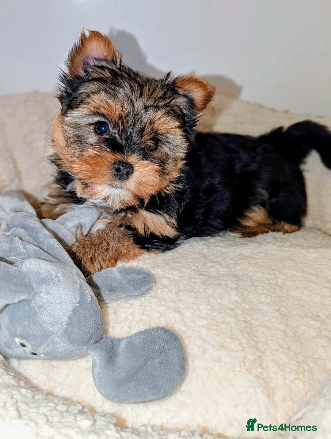 Yorkshire Terrier dogs for sale: Little bundles of joy available  - Advert 20