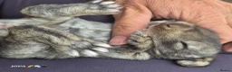 French Lop rabbits for sale: 10 beautiful show quality french lop kits  - Advert 27