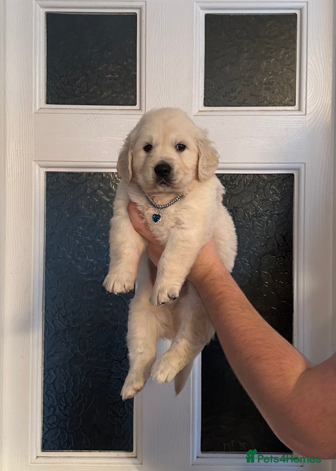 Golden Retriever dogs for sale: Stunning golden retriever puppies for sale  - Advert 17