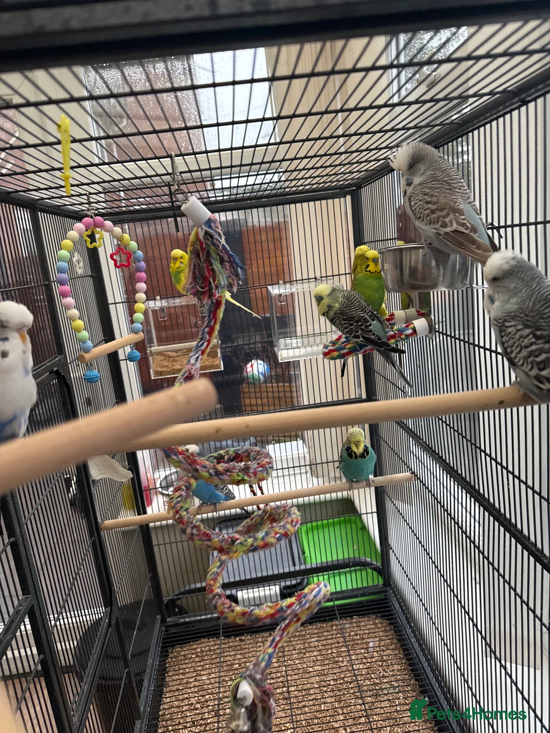 Budgerigars birds for sale: 10 Budgies – Must Stay Together - Advert 2