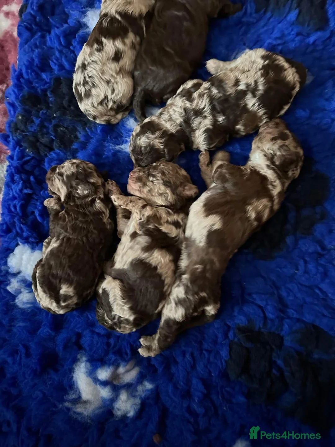 Miniature Poodle dogs for stud: Proven Chocolate Merle Poodle available for stud in Saint Austell - Advert 4
