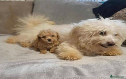 Maltipoo dogs for sale: BEAUTIFUL MALTIPOO PUPPIES READY TO GO! - Image 5