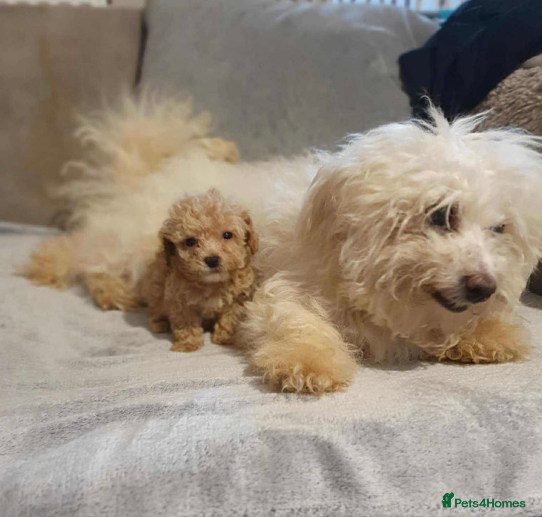 Maltipoo dogs for sale: BEAUTIFUL MALTIPOO PUPPIES READY TO GO! - Image 5