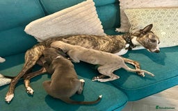 Mixed Breed dogs for sale: 2 Italian Greyhound x Whippet Pups for Sale  - Image 1