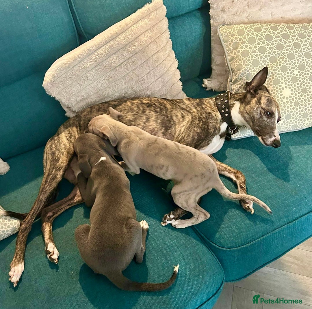 Mixed Breed dogs for sale: 2 Italian Greyhound x Whippet Pups for Sale  - Image 1