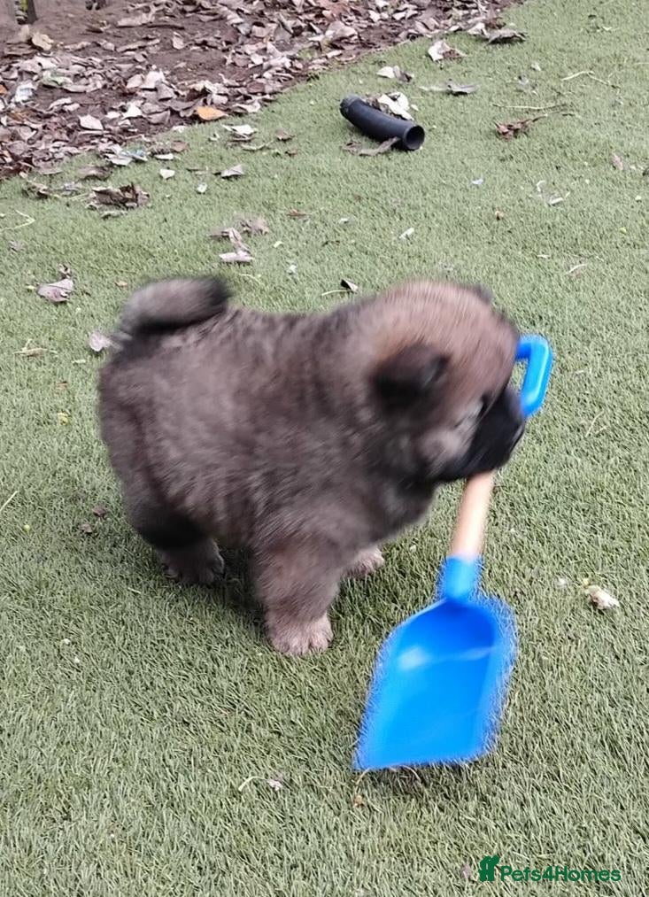 Chow Chow dogs Beautiful kc registered chow chow pups - Advert 3
