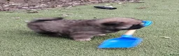 Chow Chow dogs for sale: Beautiful champion sired chow chow pups - Advert 23