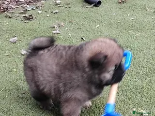 Chow Chow dogs Beautiful kc registered chow chow pups - Advert 3