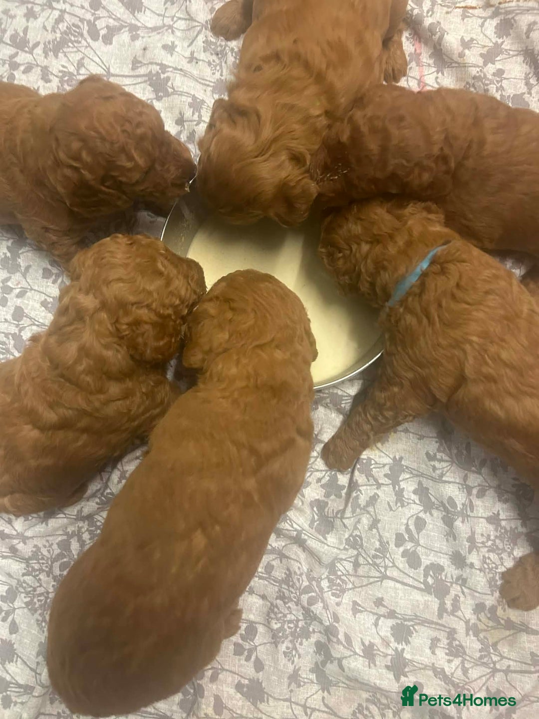 Labradoodle dogs for sale: F1 Miniature Fox Red Labradoodles  - Advert 4