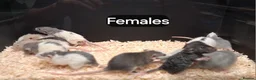 Rat rodents for sale: Baby Dumbo rats, Males & Females - Advert 11
