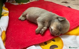 Chihuahua dogs for sale: One of a kind ChiPin Puppies - Image 7