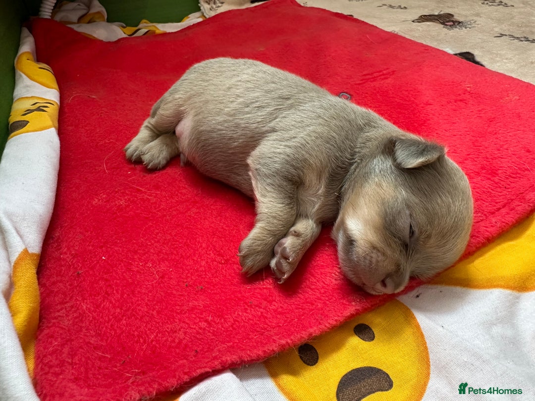 Chihuahua dogs for sale: One of a kind ChiPin Puppies - Image 7