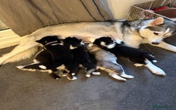 Siberian Husky dogs for sale: Siberian husky puppy’s for sale  - Image 5