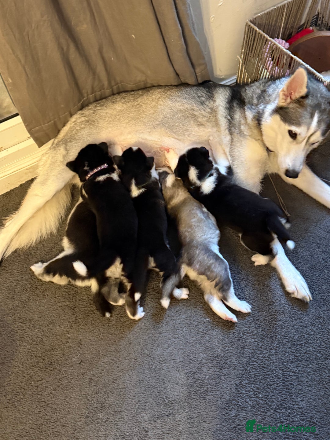 Siberian Husky dogs for sale: Siberian husky puppy’s for sale  - Image 5