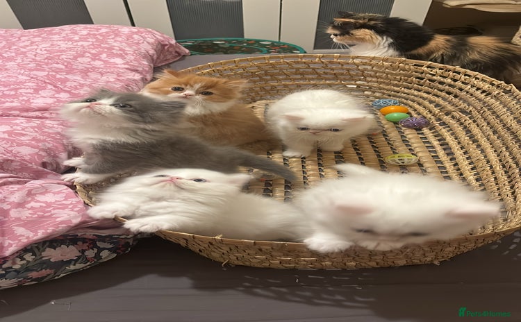Persian cats - Advert 4