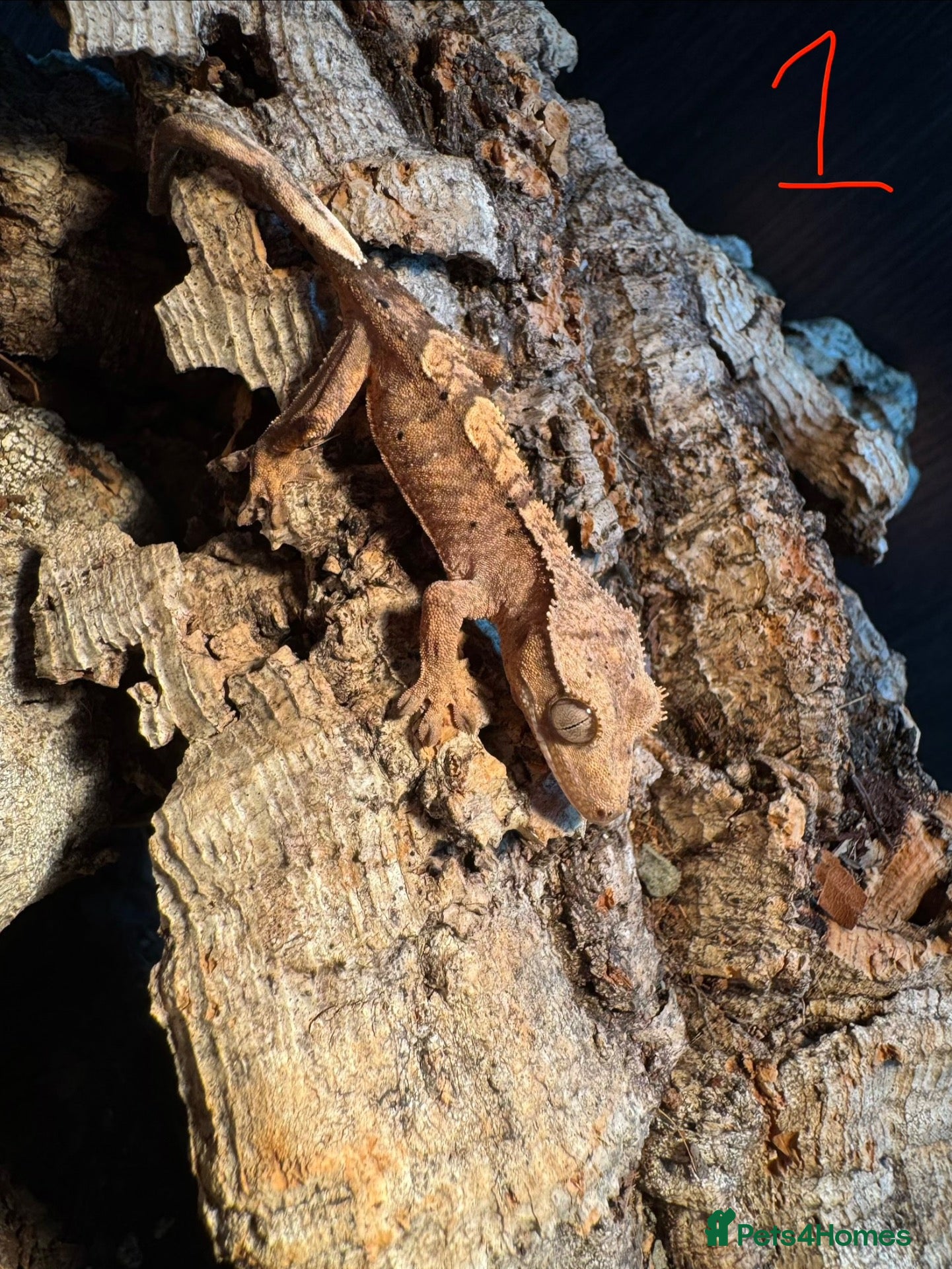 Gecko reptiles Baby crested geckos - Advert 1