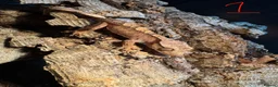 Gecko reptiles for sale: Baby crested geckos in Accrington - Advert 1
