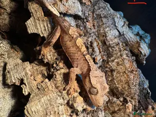 Gecko reptiles Baby crested geckos - Advert 1