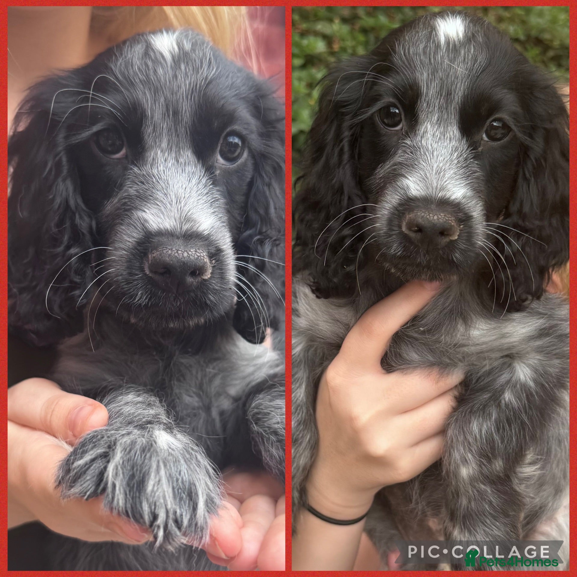 Cocker Spaniel dogs  Beautiful Litter of Show Cocker Spaniels  - Advert 7