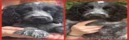 Cocker Spaniel dogs for sale:  Beautiful Litter of Show Cocker Spaniels  - Advert 1