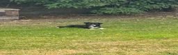 Border Collie dogs for sale: Border Collie Puppies  in Swansea - Advert 9