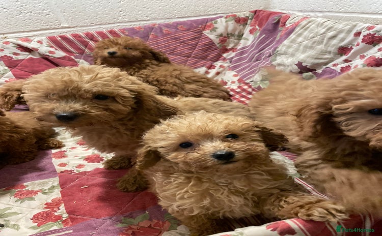 Miniature Poodle dogs - Advert 8